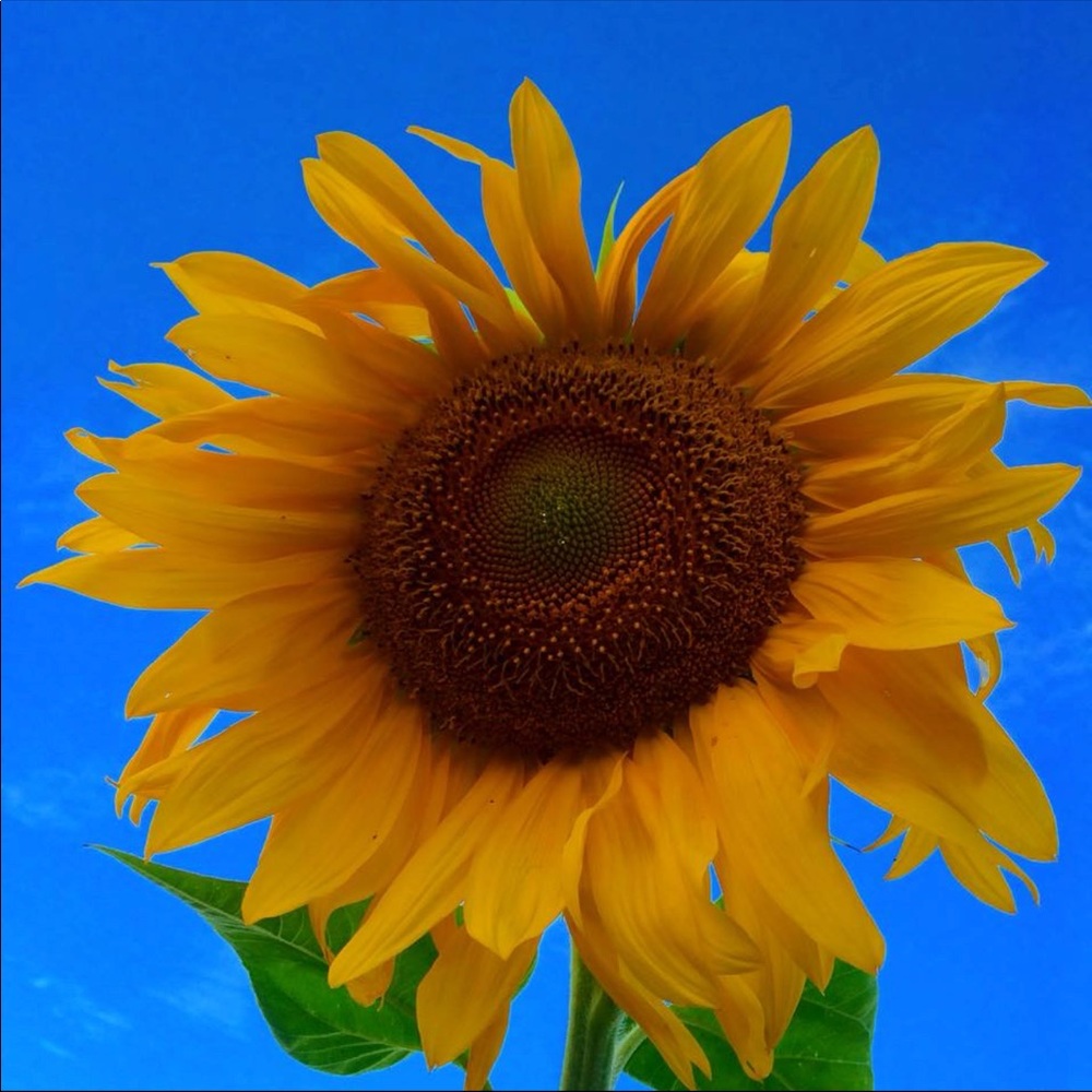 Meet your Posher, Cindas